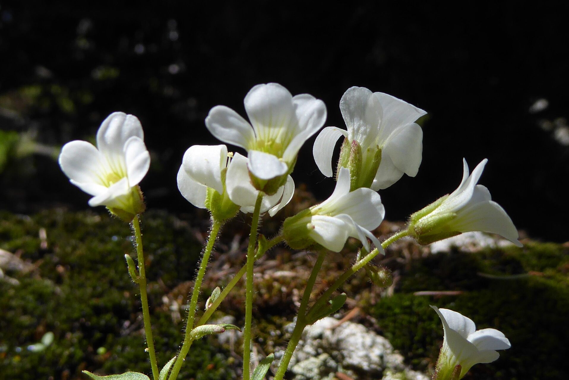 Saxifraga sibirica — search result for 'Saxifraga'