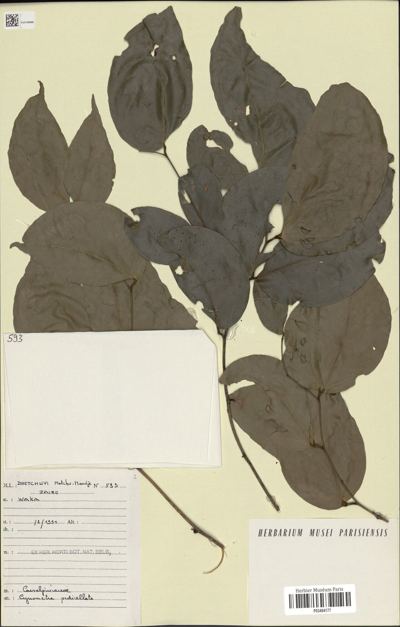 Cynometra pedicellata — houseplant care guide