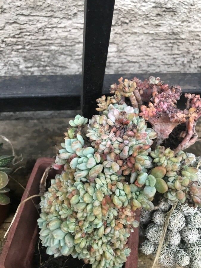 Graptopetalum pachyphyllum leaf