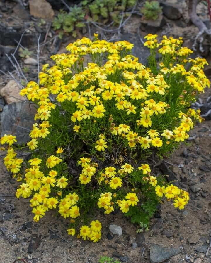 Senecio bahioides — houseplant care guide