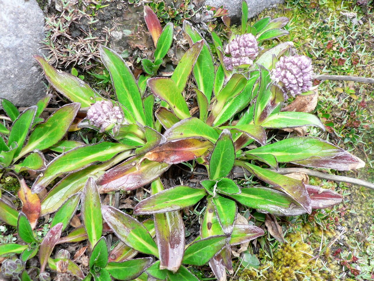 Valeriana secunda — search result for 'Caprifoliaceae'