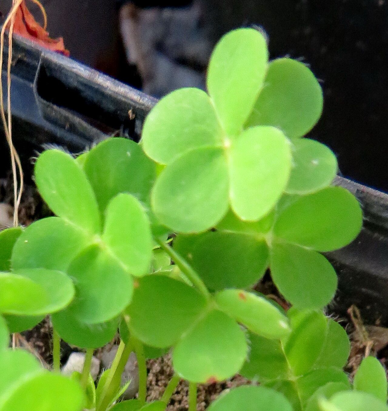 Oxalis perdicaria — search result for 'Oxalis'