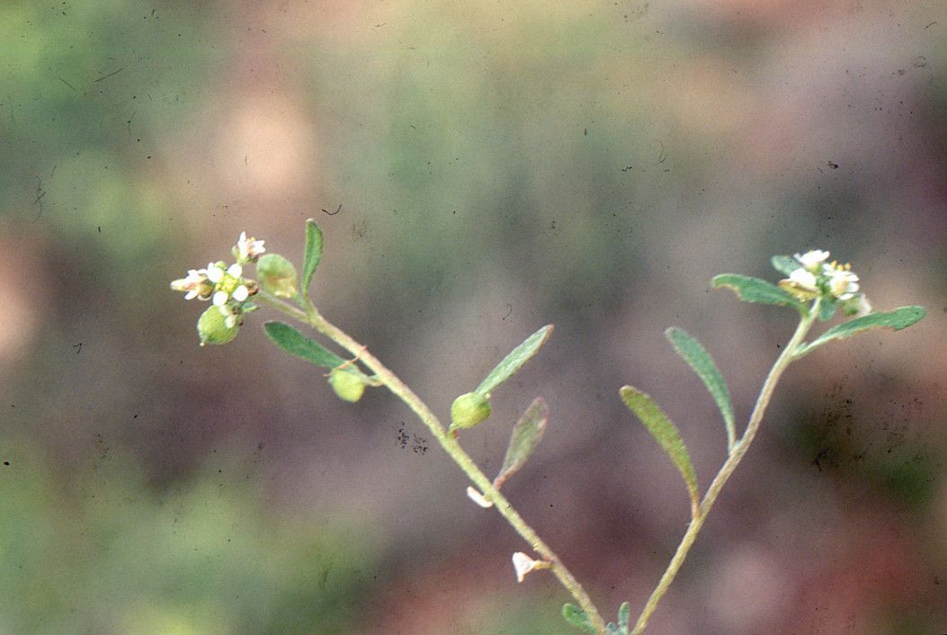 Lobularia libyca habit