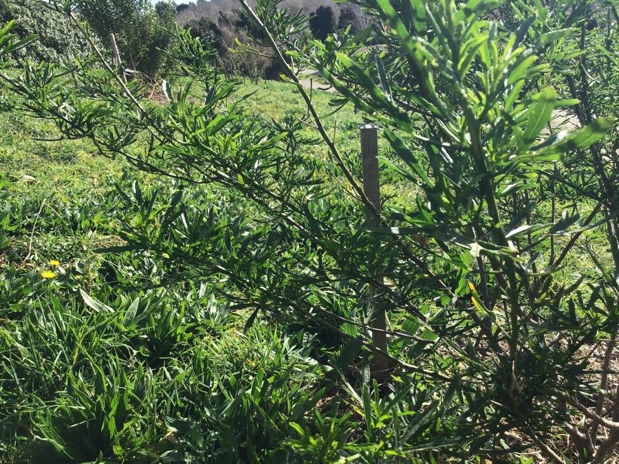 Alyogyne cuneiformis leaf