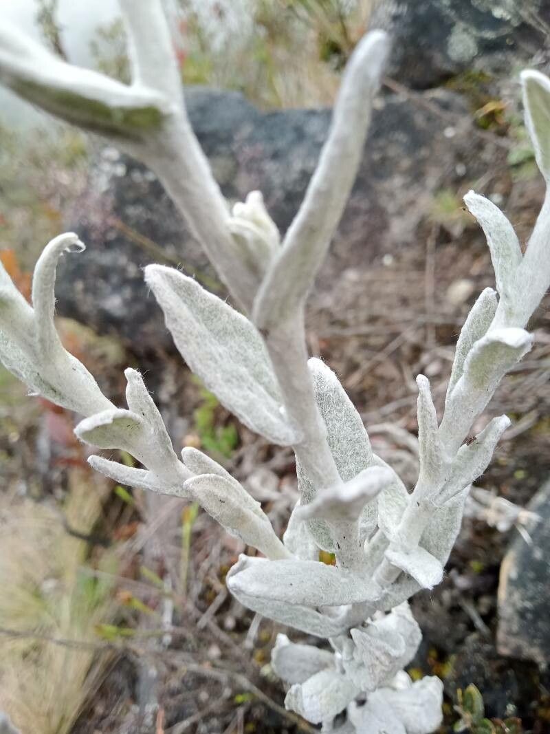 Pseudognaphalium elegans — search result for 'Pseudognaphalium'