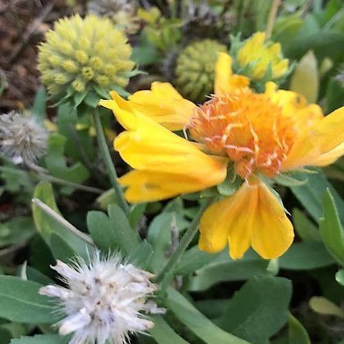 Amblyolepis setigera flower