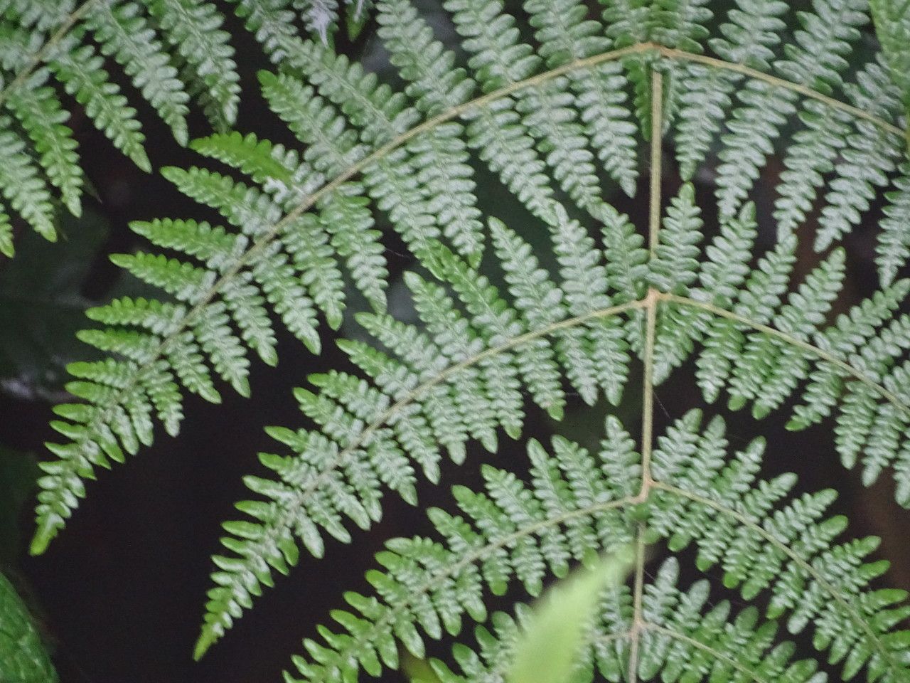 Hypolepis goetzei — related species from the same genus