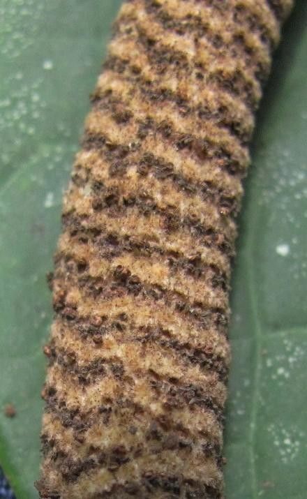 Piper ceibense other