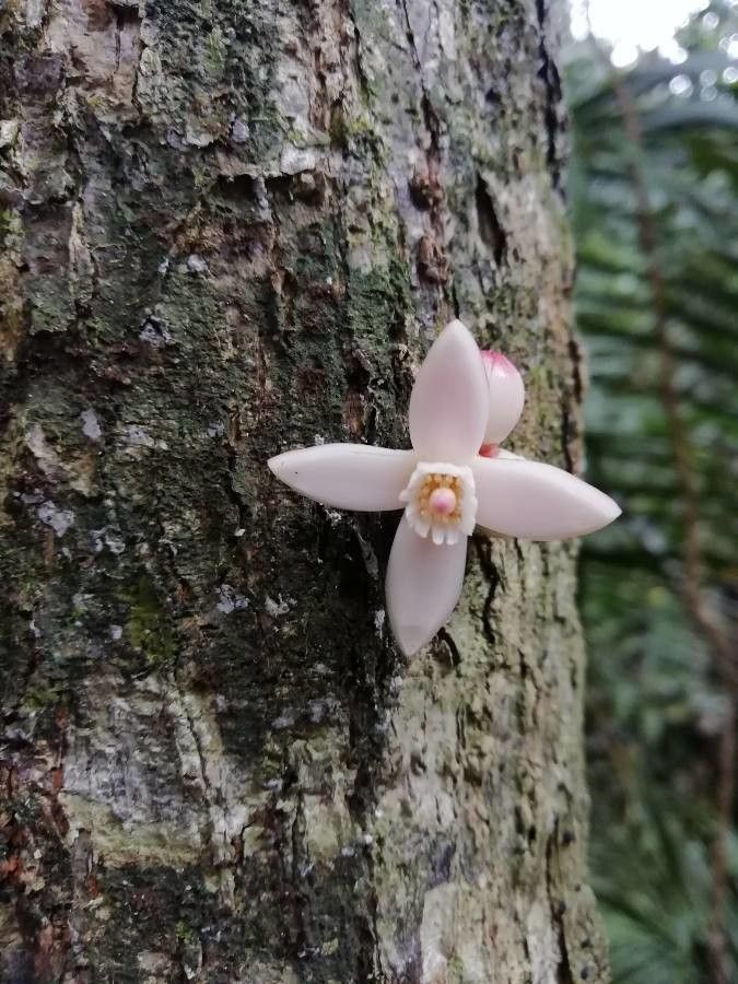 Dysoxylum macranthum flower