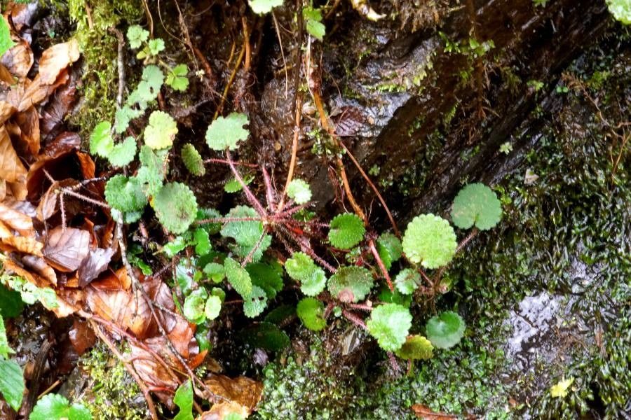 Saxifraga hirsuta — search result for 'Saxifragaceae'