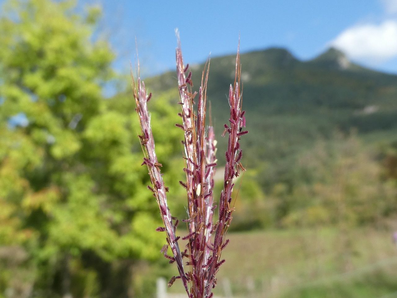 Bothriochloa ischaemum flower