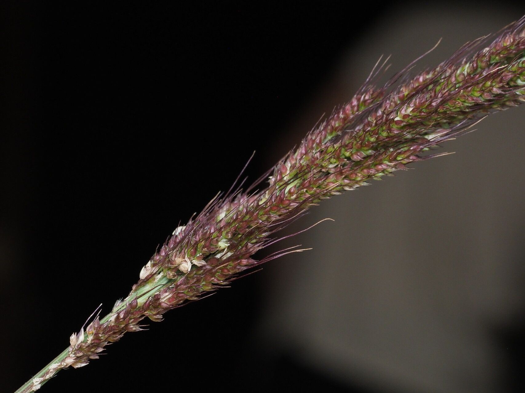Echinochloa haploclada fruit