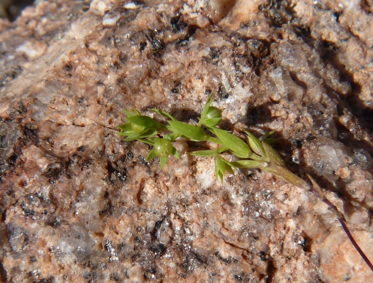 Lysimachia linum-stellatum fruit