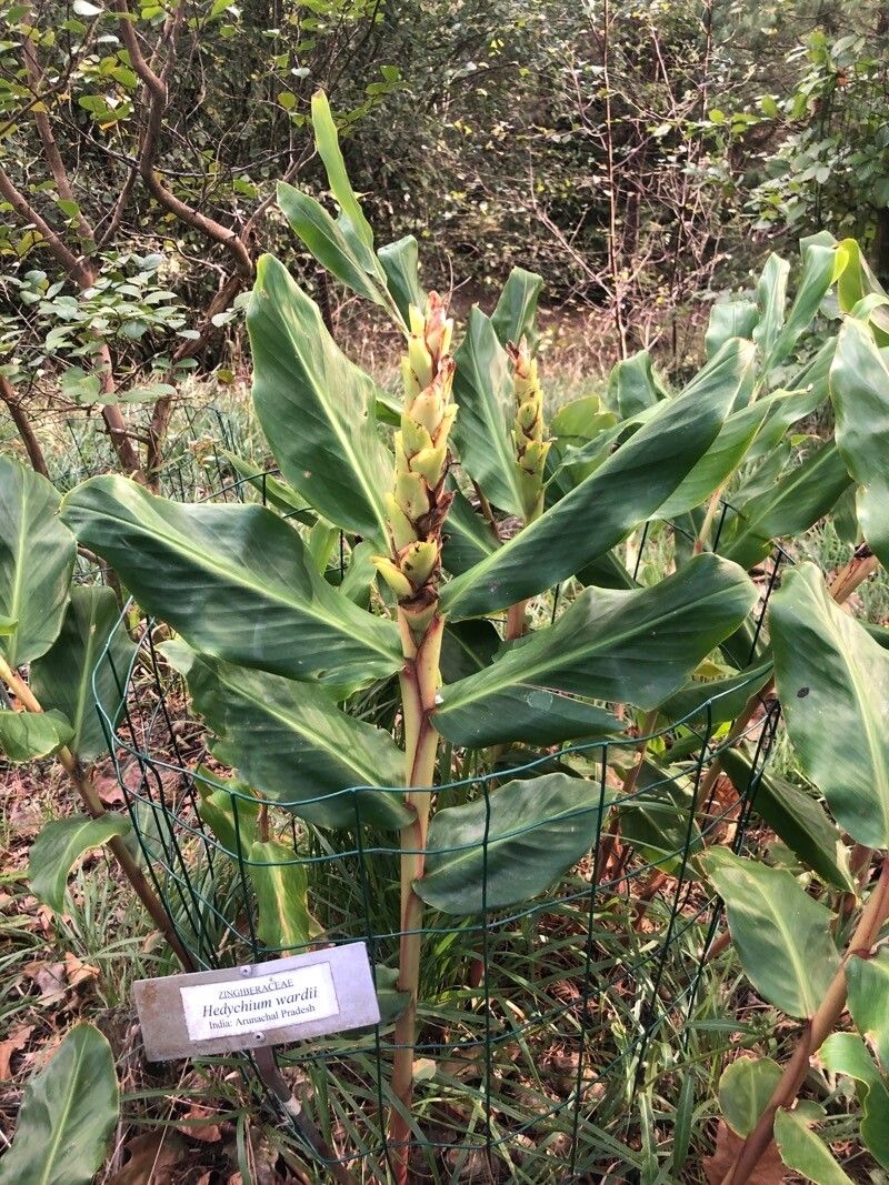 Hedychium wardii — search result for 'Hedychium'
