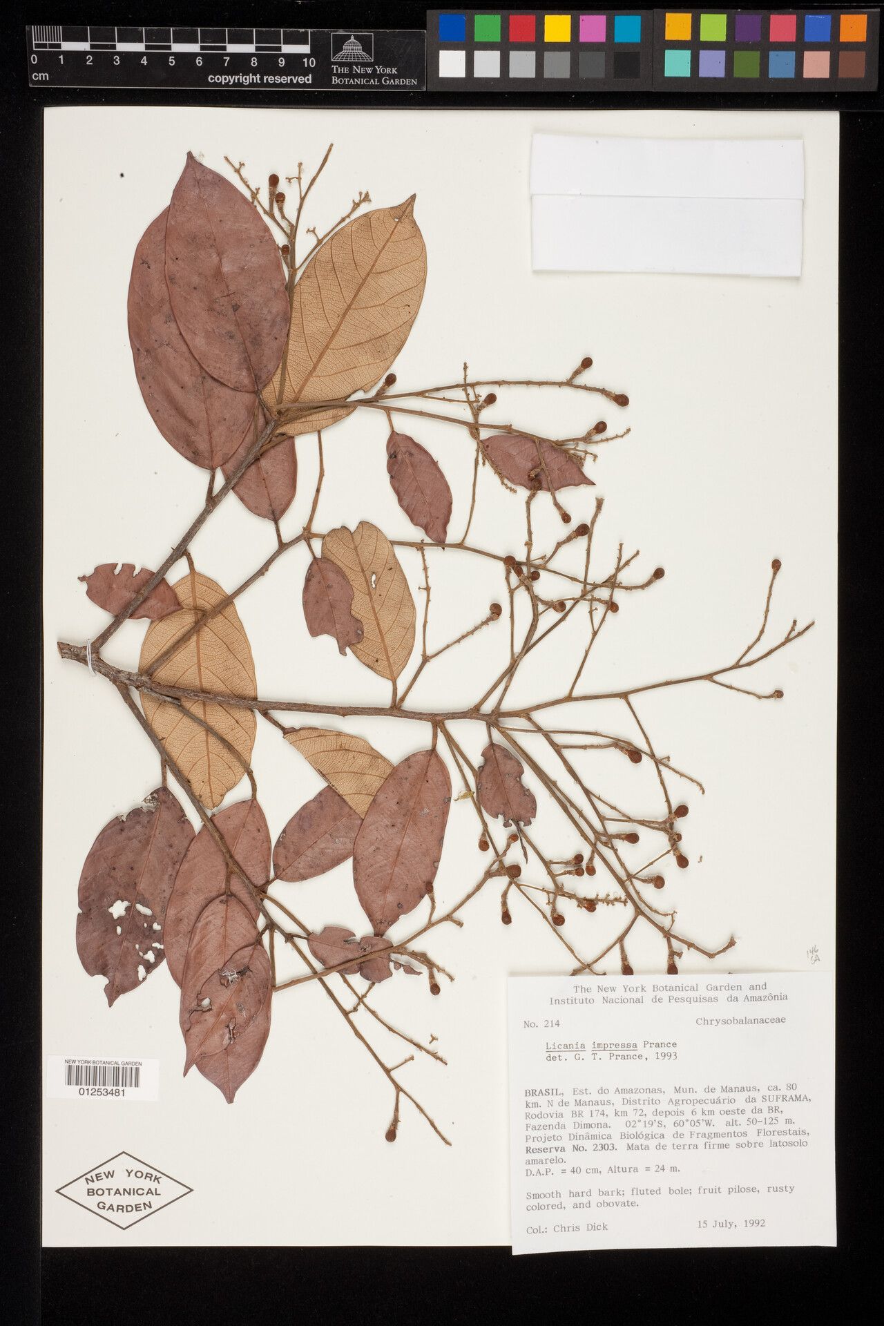 Licania impressa leaf