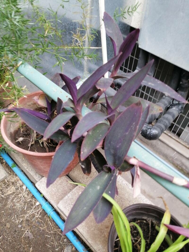 Tradescantia × andersoniana — search result for 'Commelinaceae'