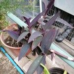 Tradescantia × andersoniana