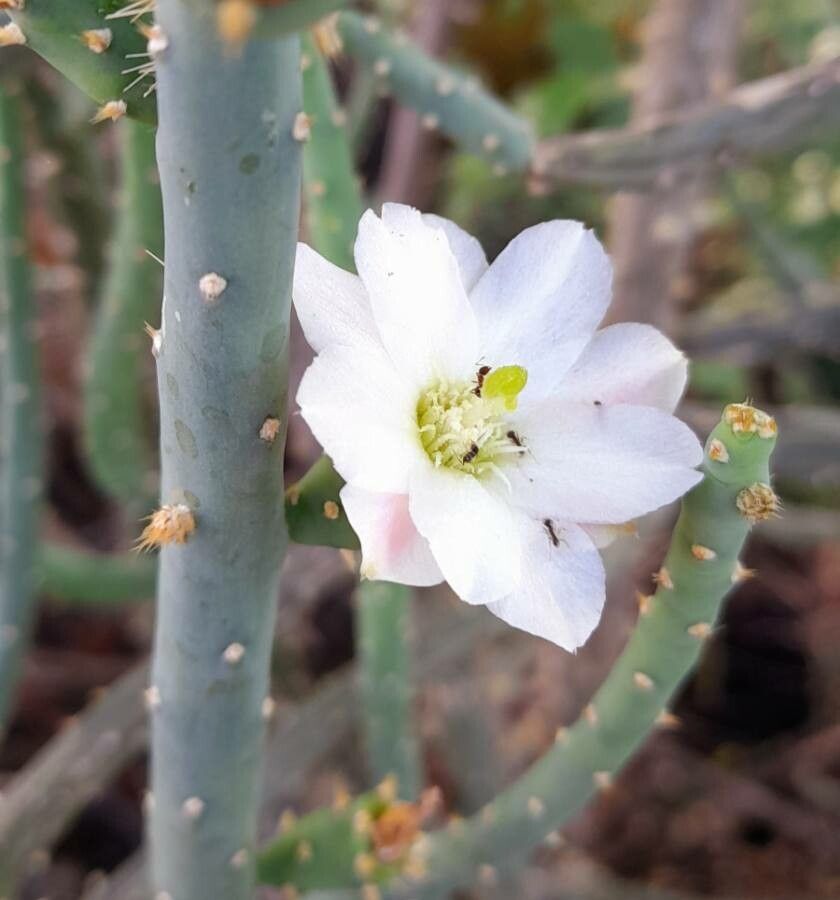 Opuntia salmiana flower