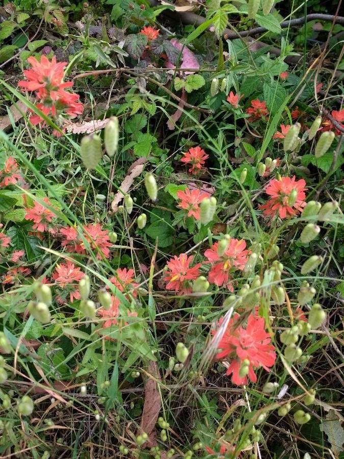 Castilleja coccinea — search result for 'Orobanchaceae'