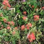 Castilleja coccinea