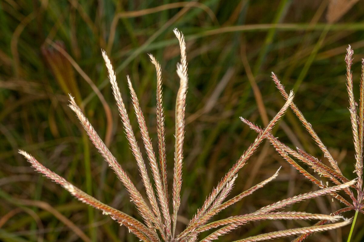 Chloris gayana fruit