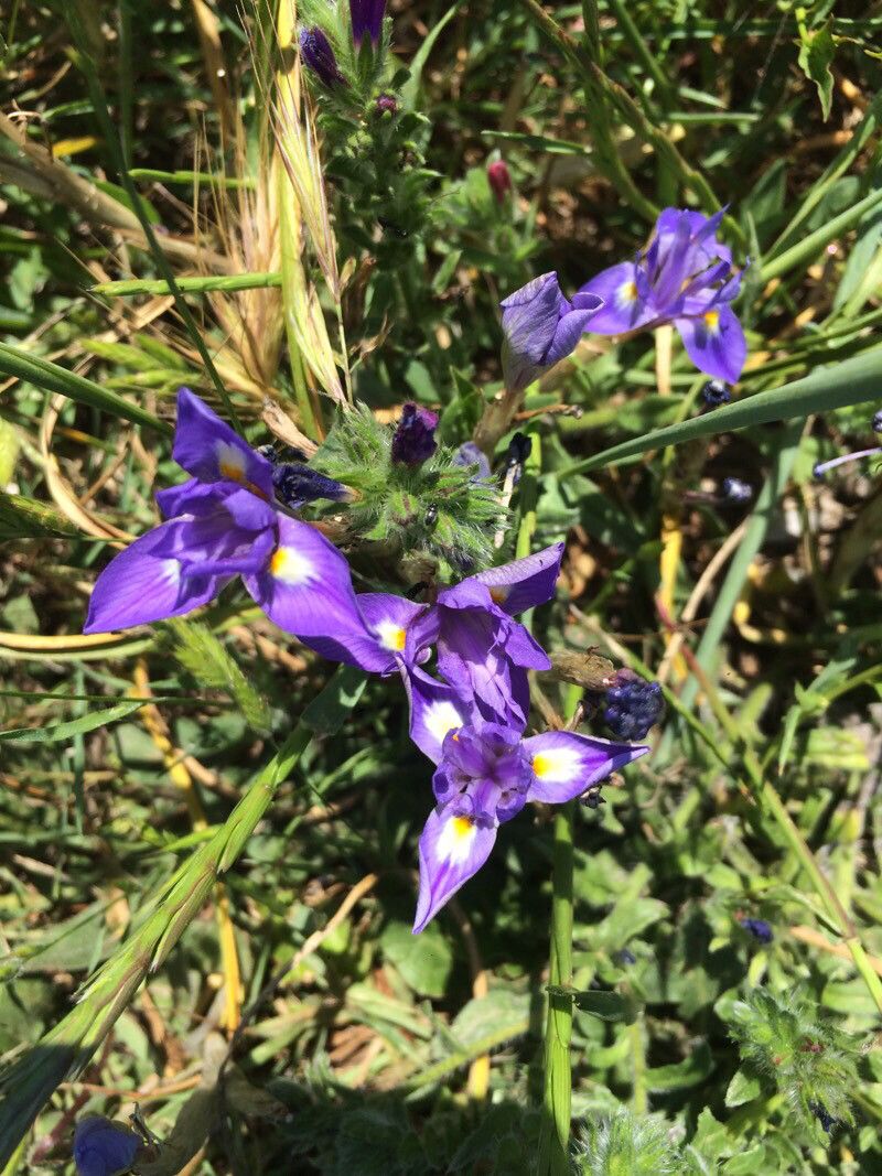 Moraea sisyrinchium flower