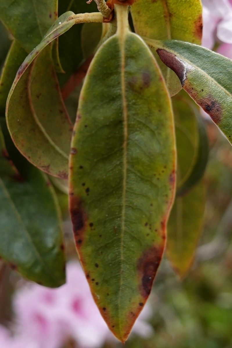 Rhododendron davidsonianum leaf