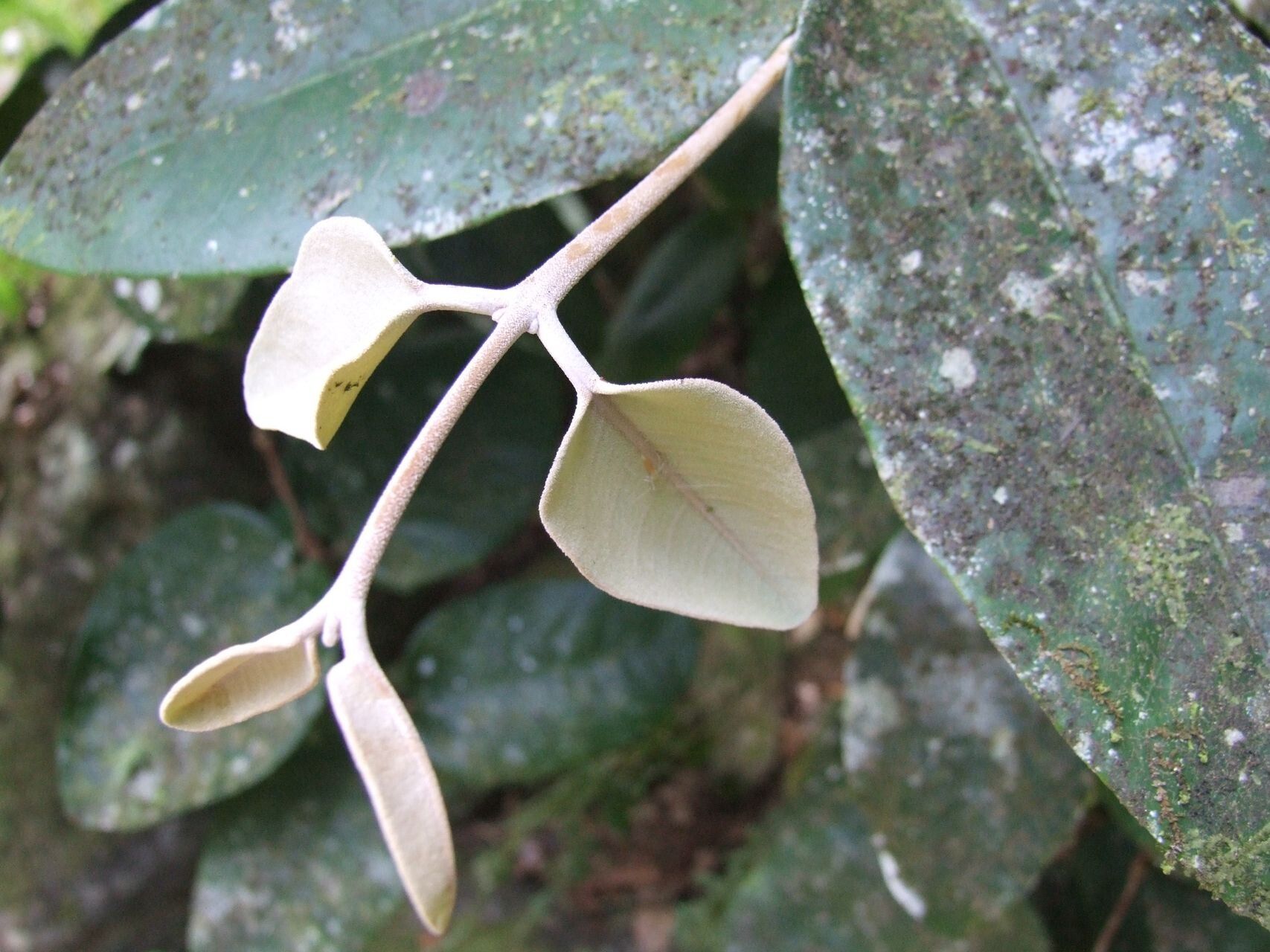 Eugenia paludosa leaf