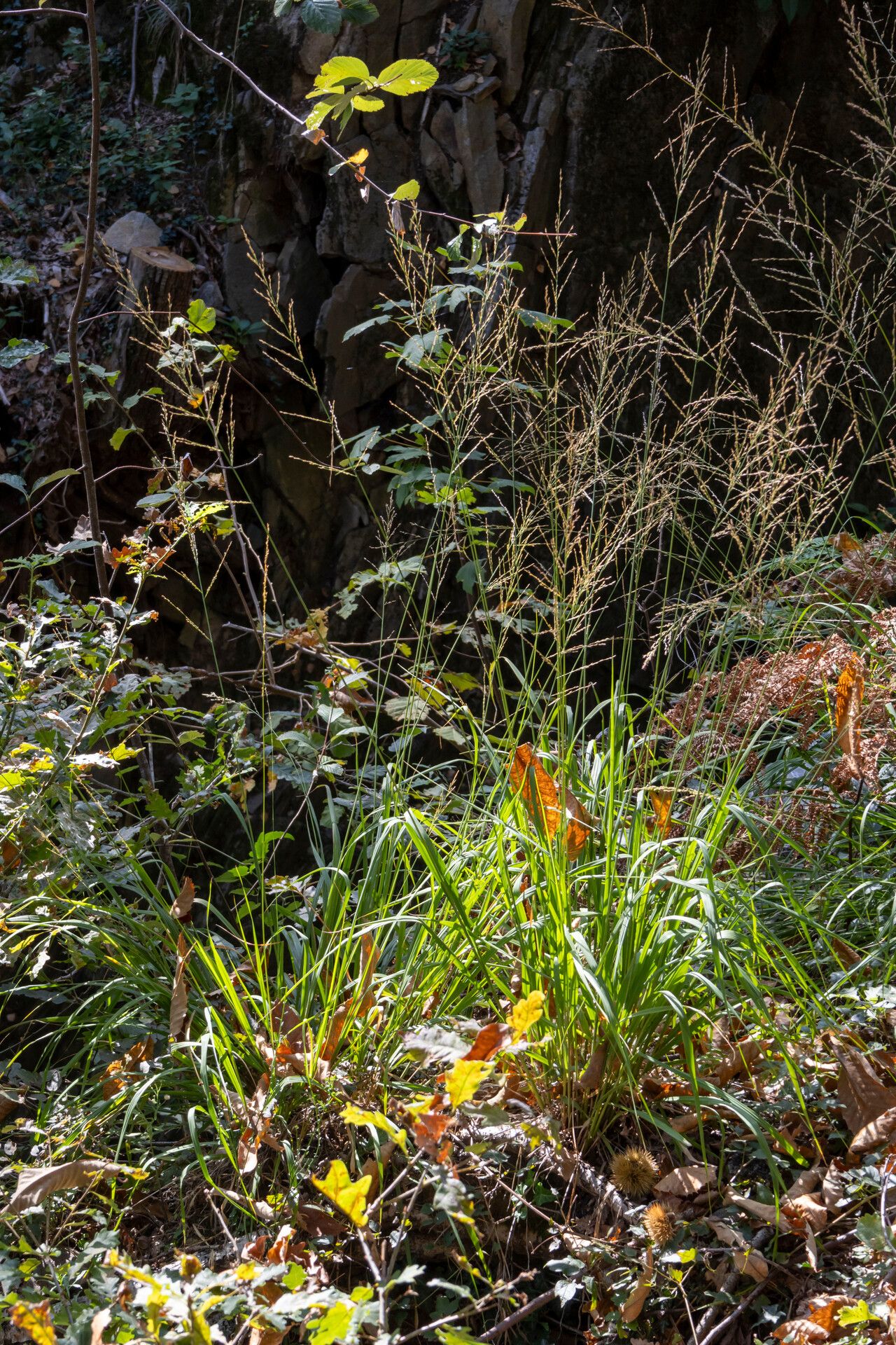 Molinia arundinacea flower