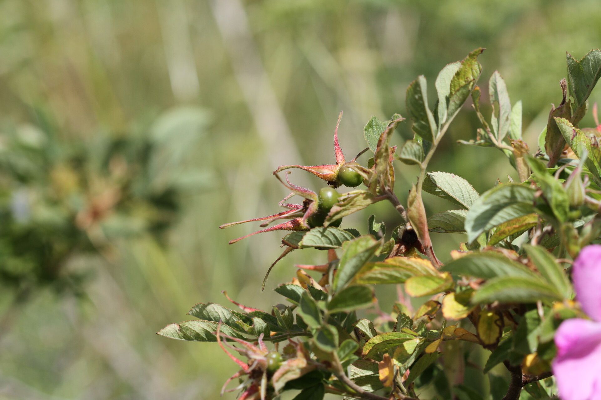 Rosa sherardii fruit