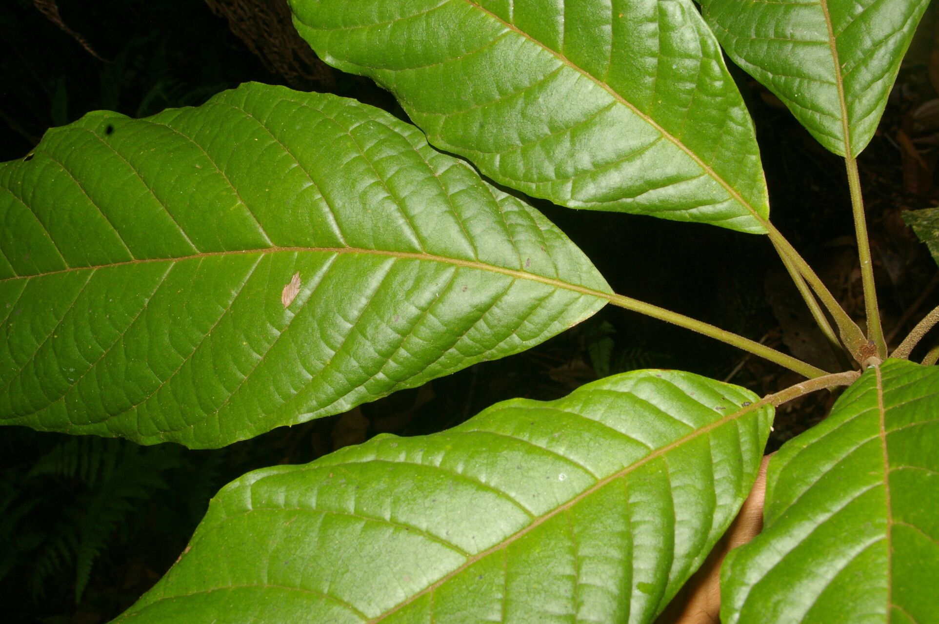 Meliosma depressiva leaf