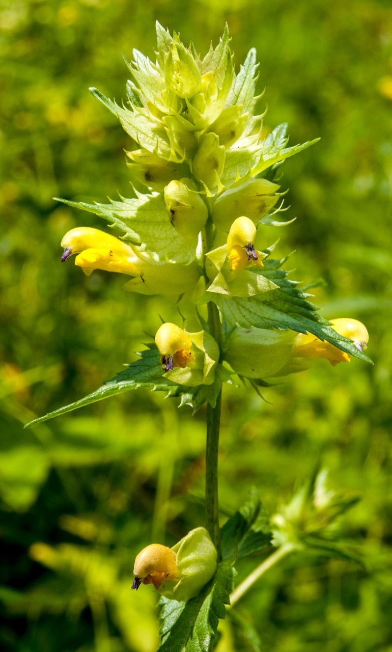 Rhinanthus wagneri — search result for 'Rhinanthus'