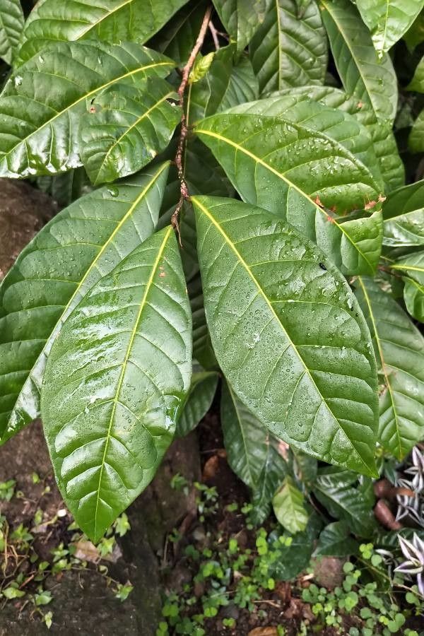 Coccoloba venosa — houseplant care guide