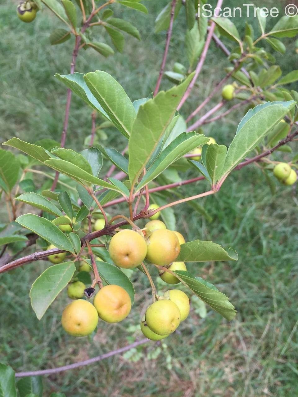 Vitex harveyana fruit