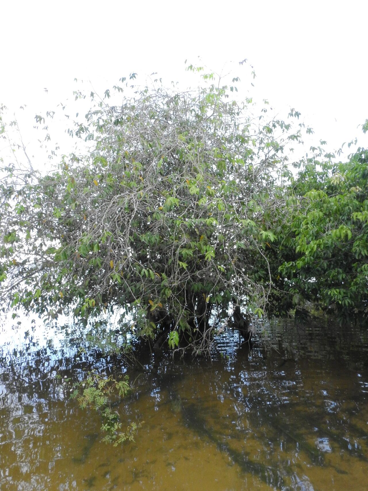 Mouriri apiranga habit
