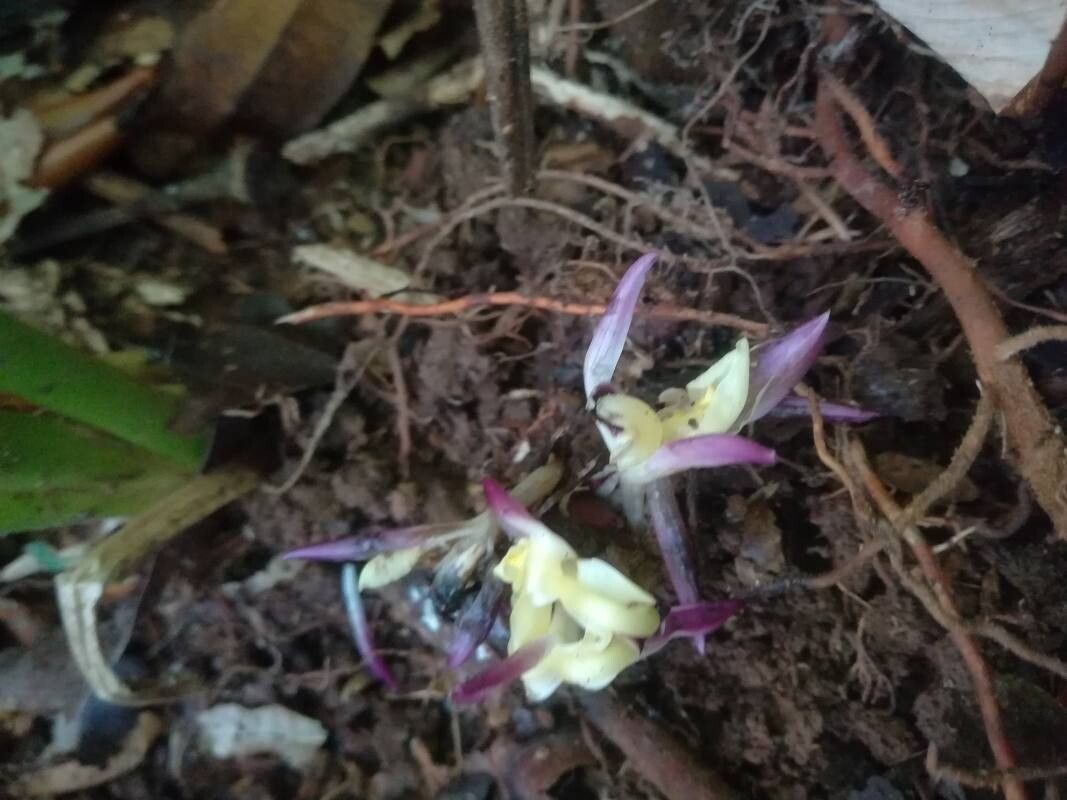 Goeppertia cleistantha flower