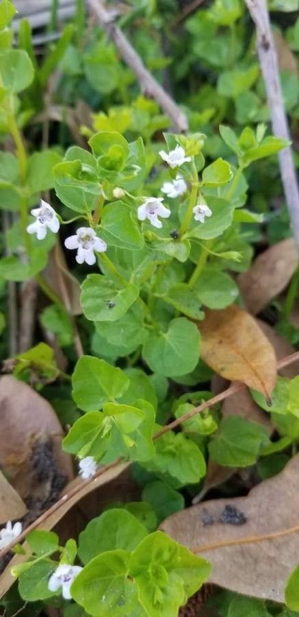 Clinopodium brownei leaf