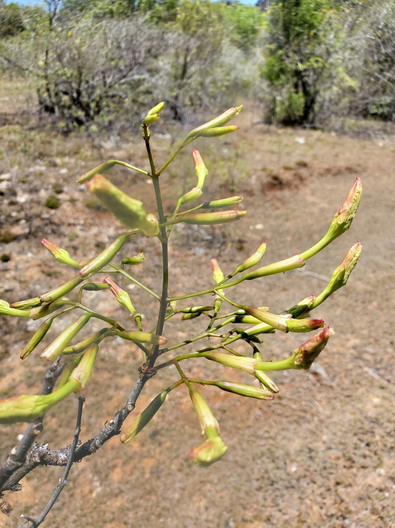 Stereospermum undatum flower