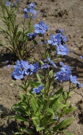 Eritrichium canum habit