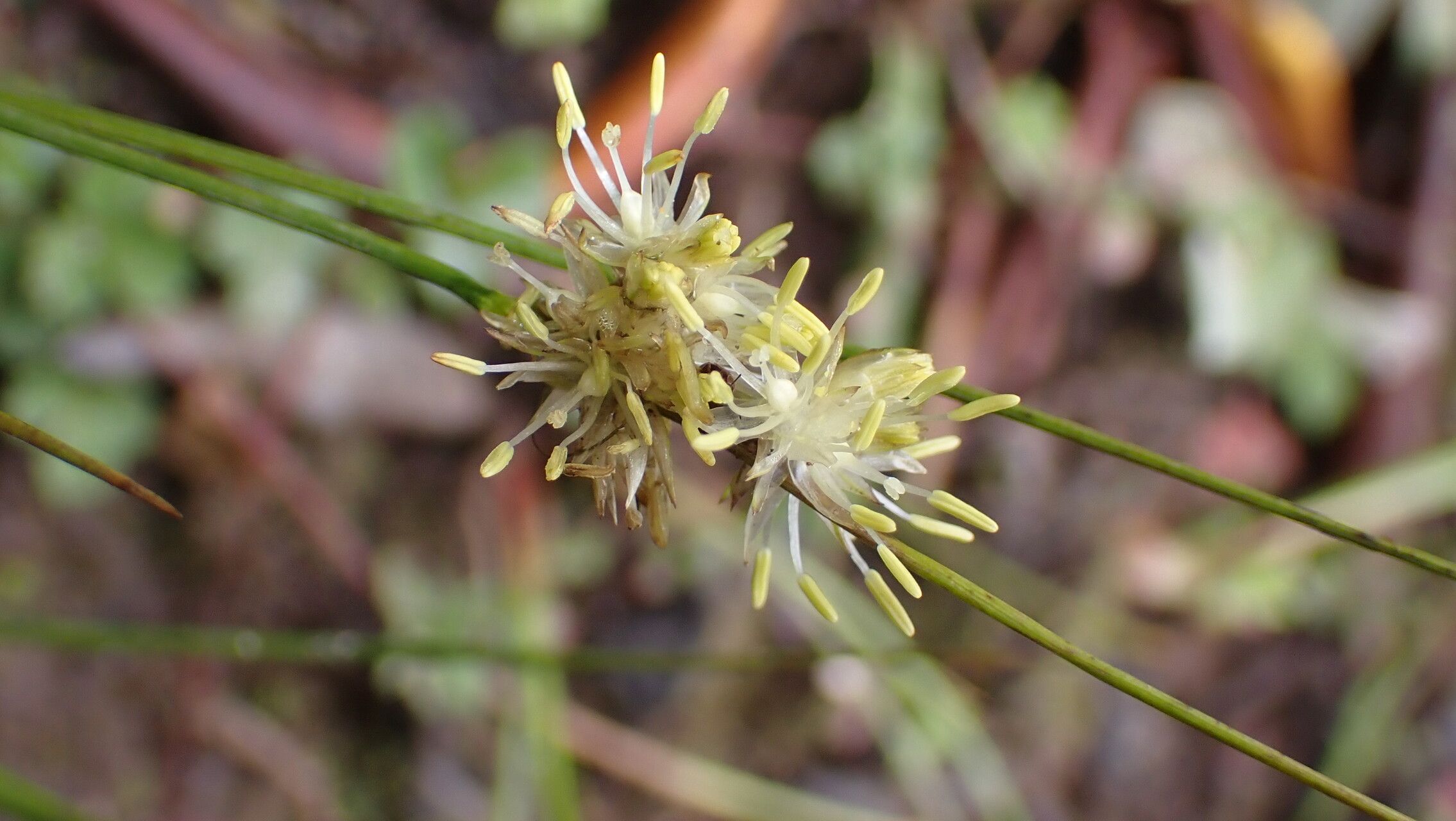 Juncus grisebachii flower