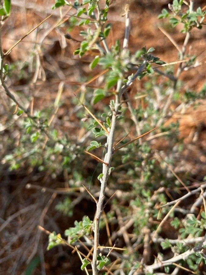 Indigofera spinosa bark
