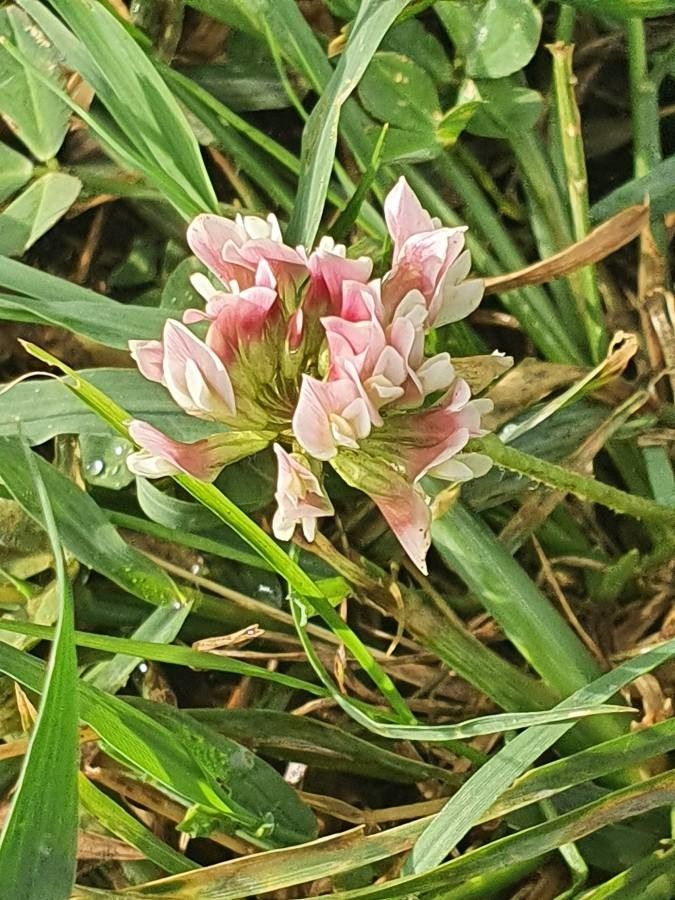Trifolium cheranganiense flower