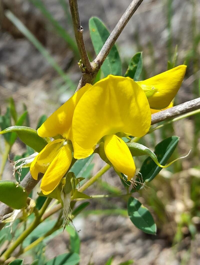 Crotalaria maypurensis flower