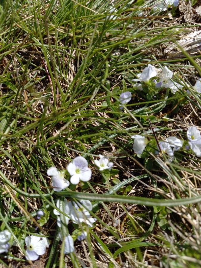 Veronica repens — search result for 'Morocco'
