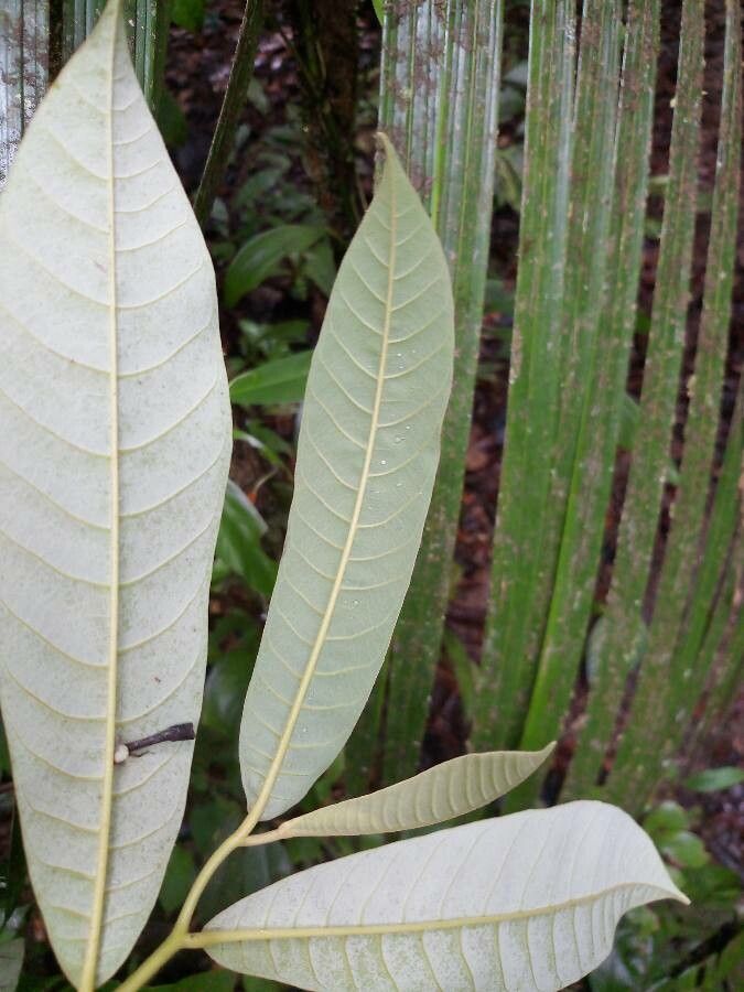 Virola michelii — houseplant care guide