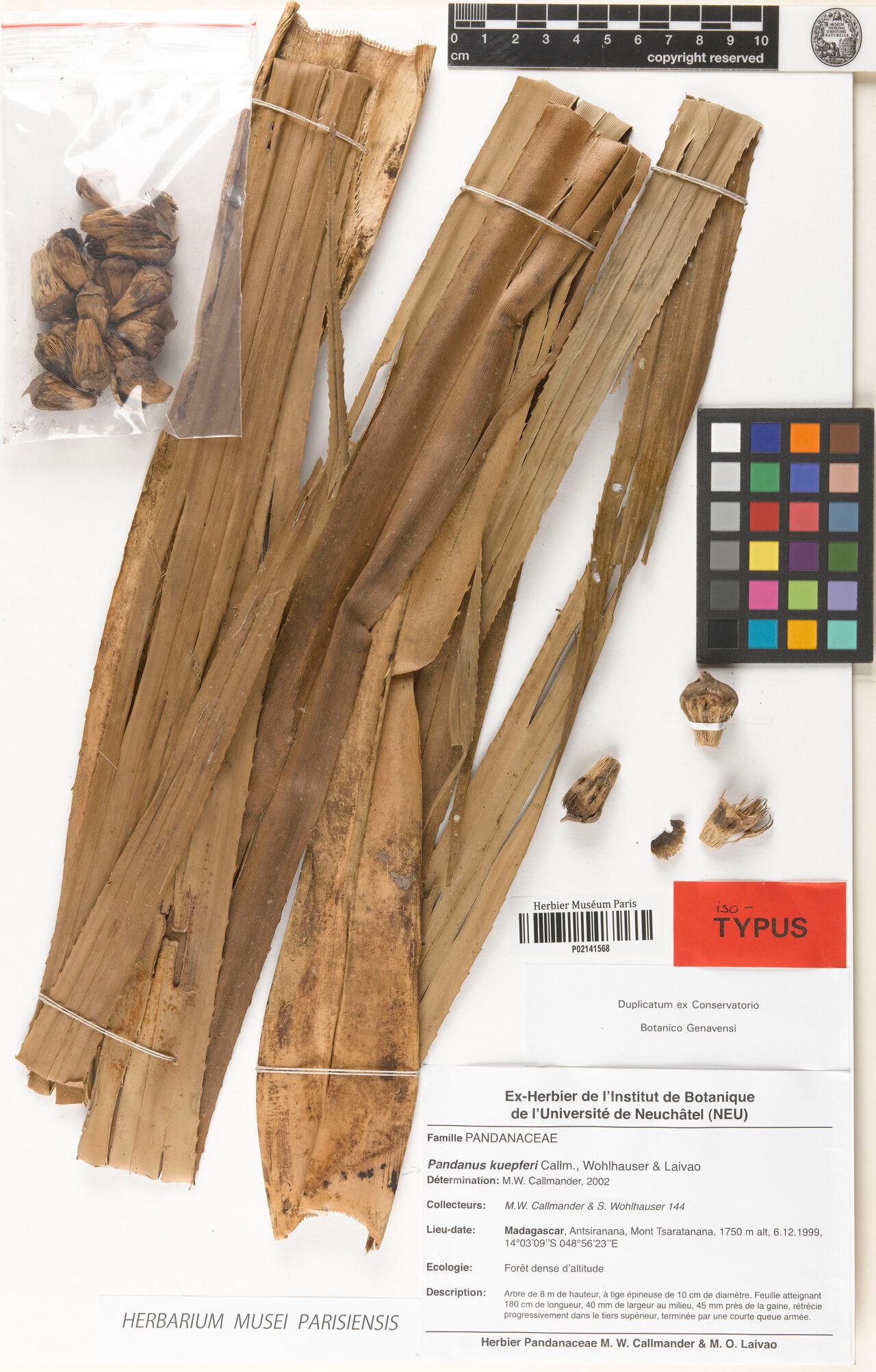 Pandanus kuepferi — houseplant care guide