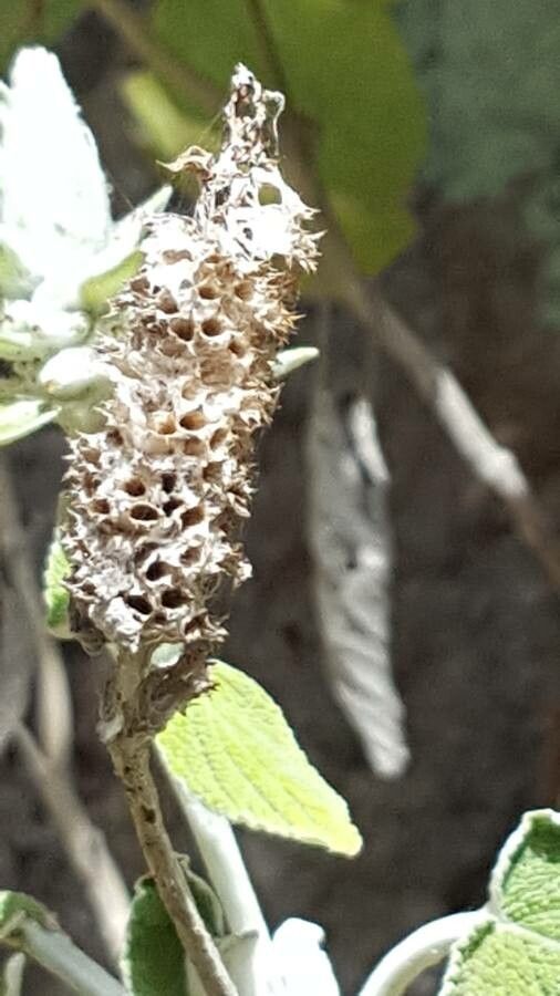Sideritis macrostachys fruit