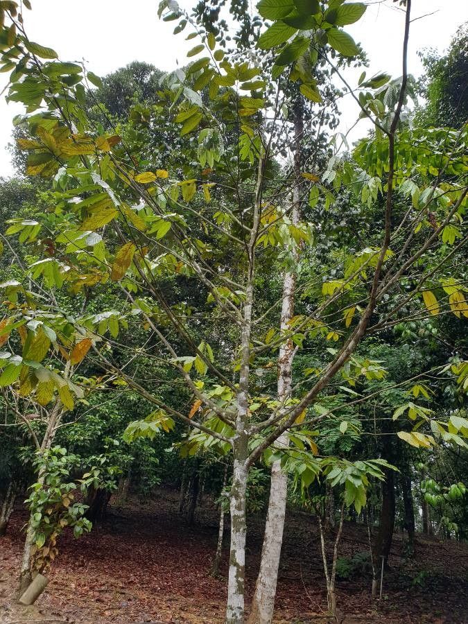 Polyalthia stenopetala bark