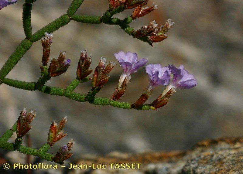Limonium tarcoense flower