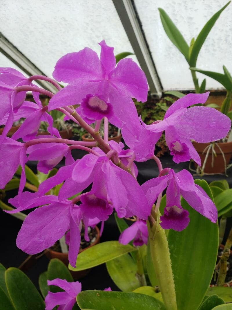 Guarianthe bowringiana flower